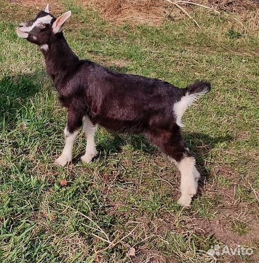 Зааненские, чешские, альпийские козочки и козлик