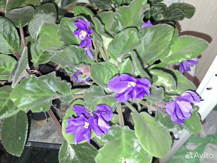 Фиалки цветущие в горшке