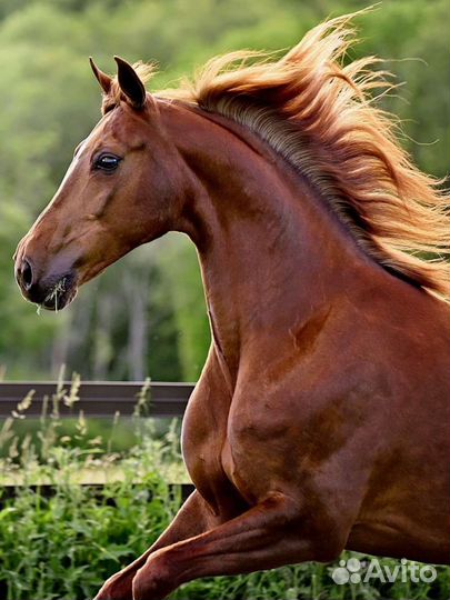 Продам жеребца