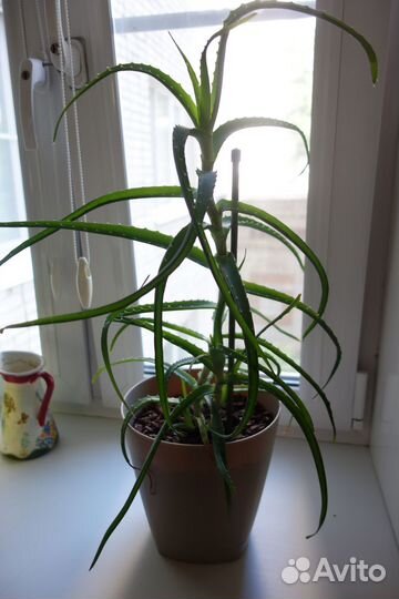 Алоэ столетник