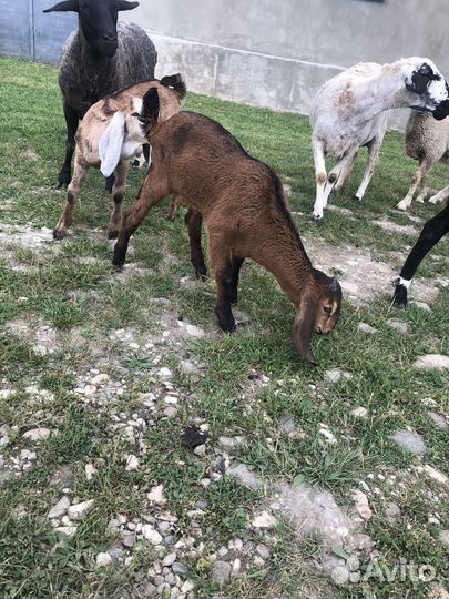 Англо нубийские козы дойные с козлятами