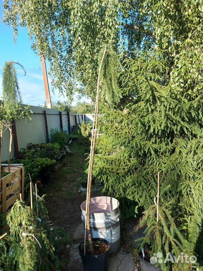 Лиственница японская Стифф Випер штамб 200см