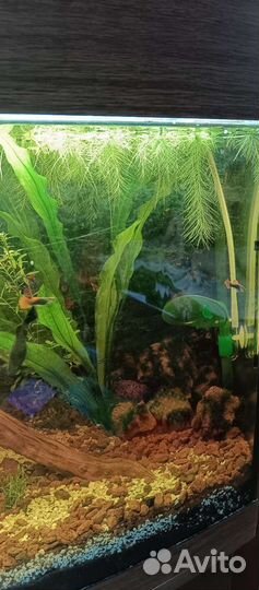 Растения пистия