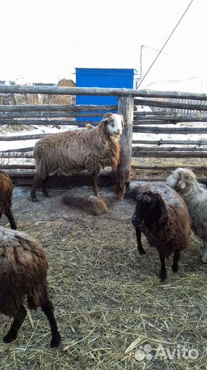 Овцы бараны