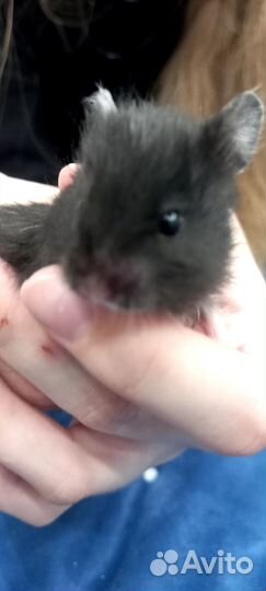 Хомячата сирийские