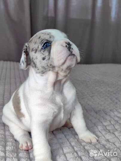 Щенки французского бульдога