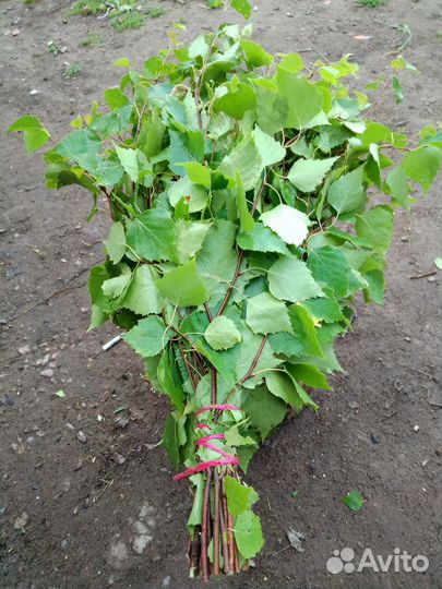 Заготовки для Веника
