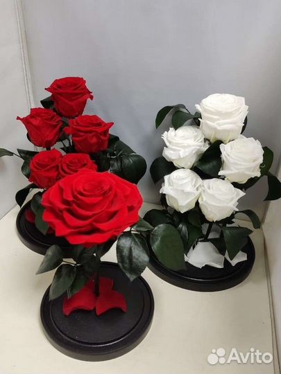 Роза стабилизированная оптом и в розницу