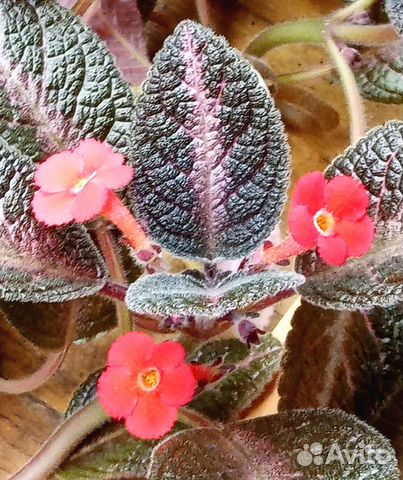 Малышка эписция сорт 