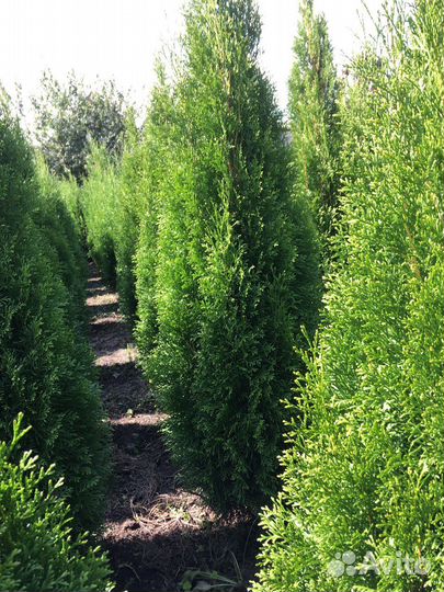 Туя западная 180 см из питомника Оптом