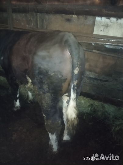 Продам быков