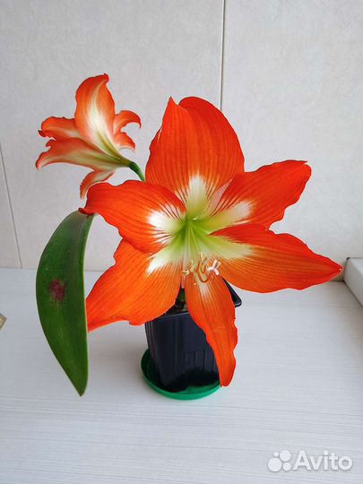 Гиппеаструм