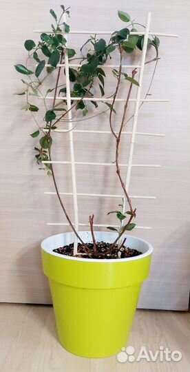 Дипладения (мандевилла) /адениум/ хойя