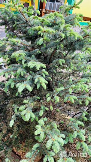 Ель Голубая Крупномер