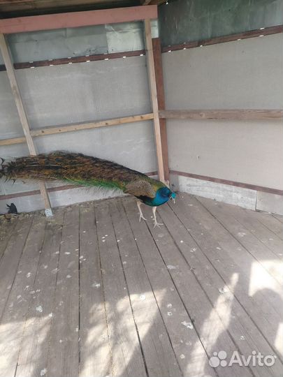 Павлин самец 3 года