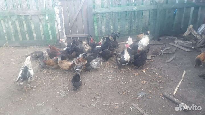 Куры, курята, петухи, индоутки в паре