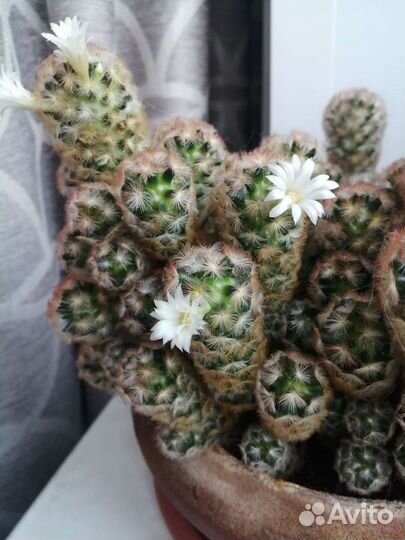 Кактусы и суккуленты