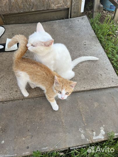 Котята в добрые руки бесплатно