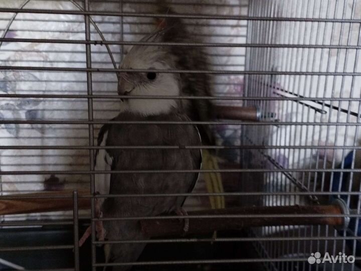 Попугай корелла с клеткой