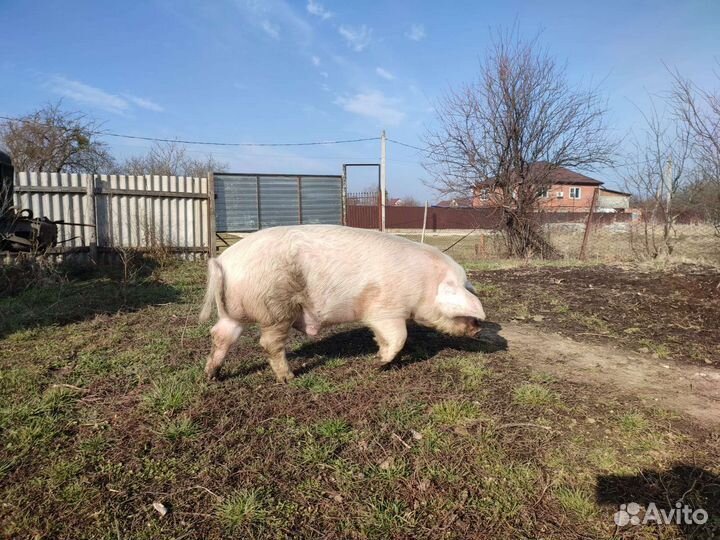 Хряк ландрас