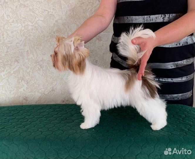 Племенной кобель 1 год, есть от него щенки