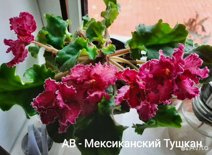 Фиалки сортовые-черенки и детки