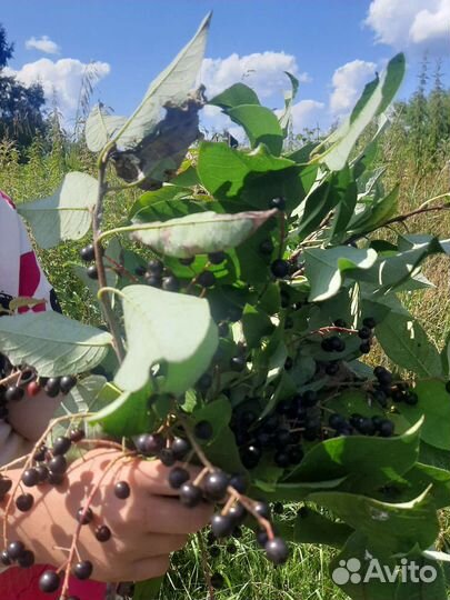 Рання капуста, шиповник,Черемуха отборная,сладкая