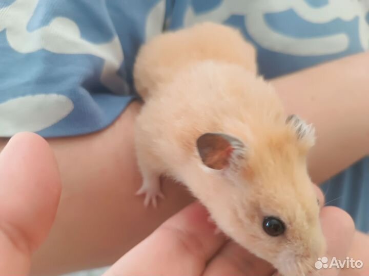 Хомяк ручной