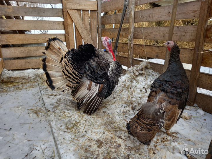 Индюки индюшки индейки