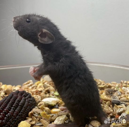 Крыса Дамбо редкие окрасы