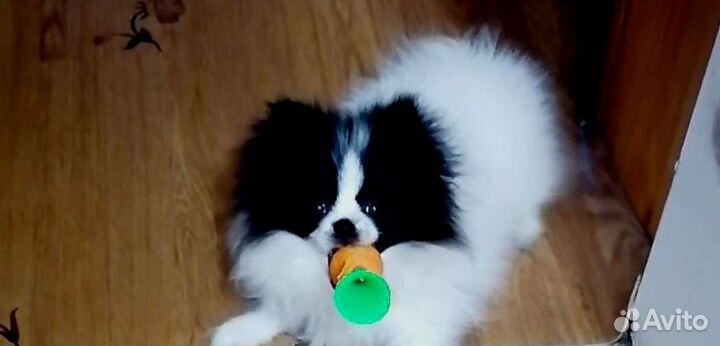 Померанский шпиц мини девочка