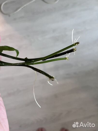 Клеродендрум томпсон