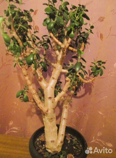 Крассула толстянка