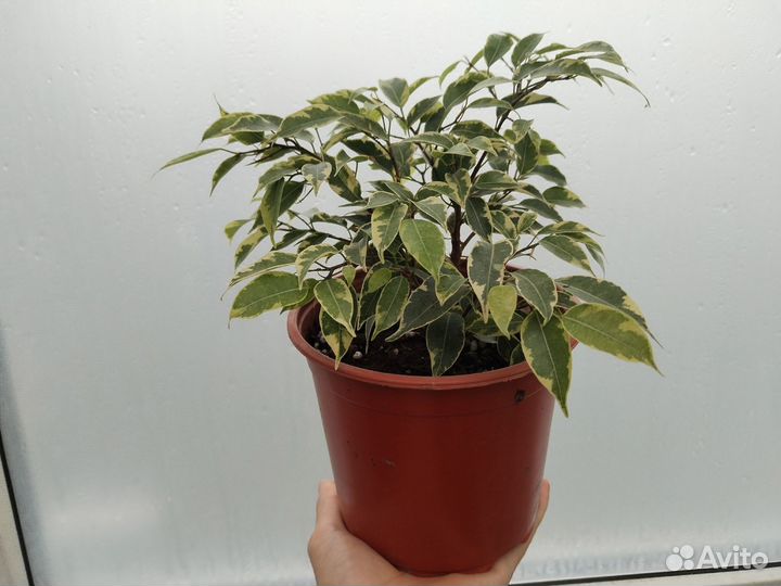 Фикус Бенджамина