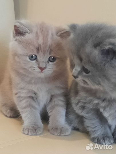 Шотландские котята