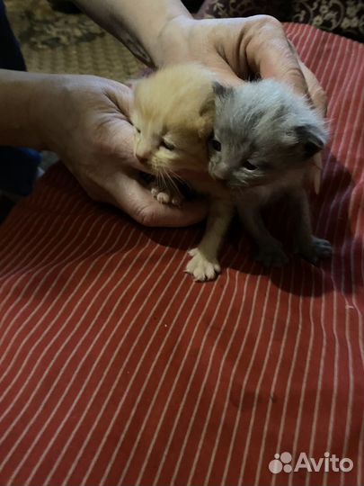 Котята в добрые руки