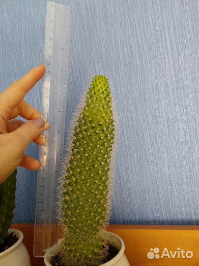 Кактусы и суккуленты