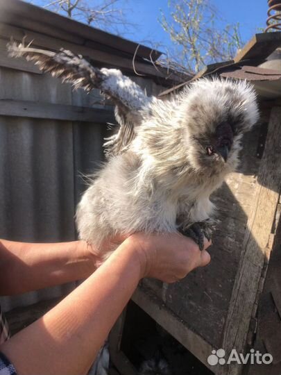 Петух китайский шелковый