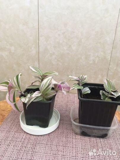 Традесканция