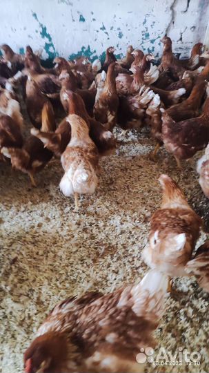 Куры молодки несушки