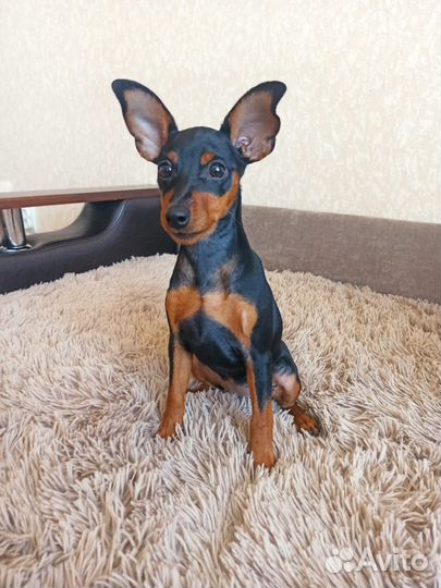 Цвергпинчер девочка(мини доберман)