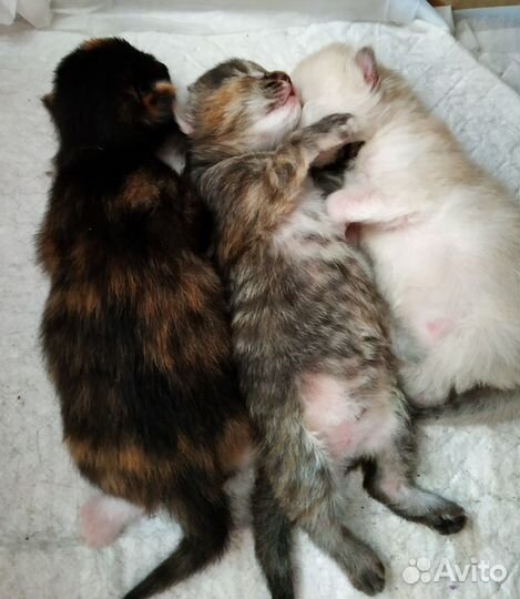 Котята в дар