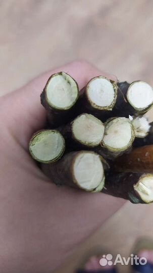 Берёзовые ветки для грызунов и попугаев