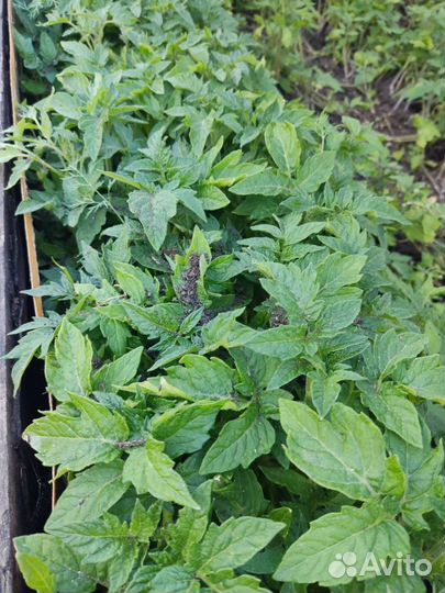 Рассада томатов, баклажанов, капусты, перца