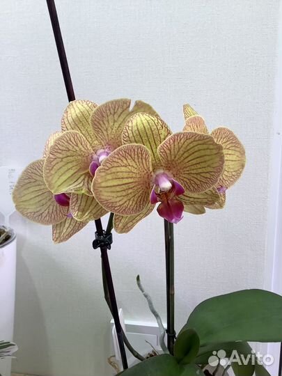 Орхидея фаленопсис