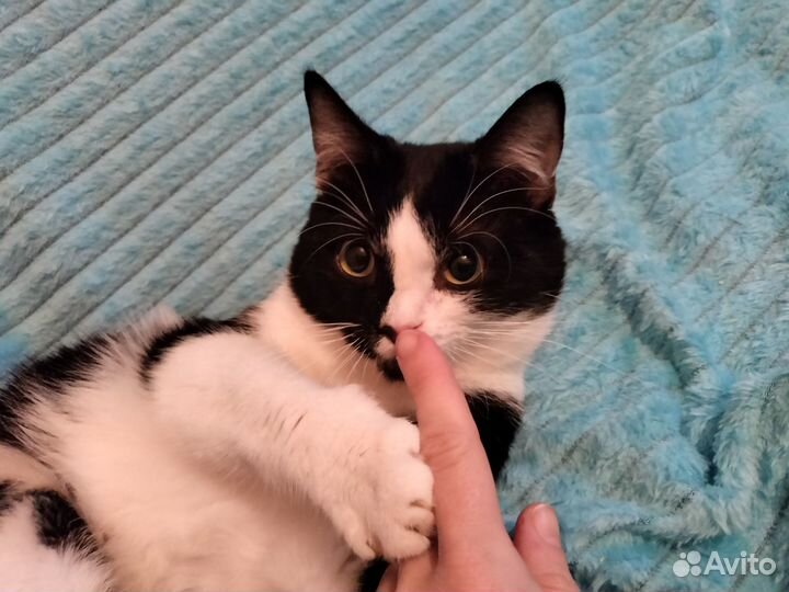 Очень ласковый черно белый мальчик из приюта