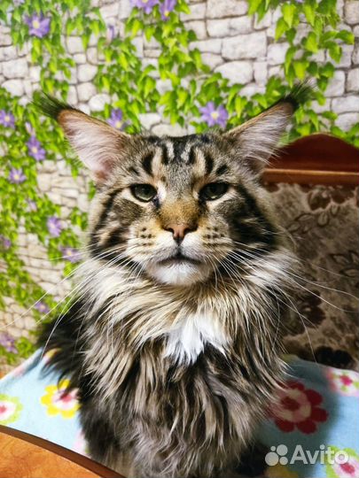 Кот мейн-кун вязка