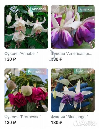 Фуксия сортовая