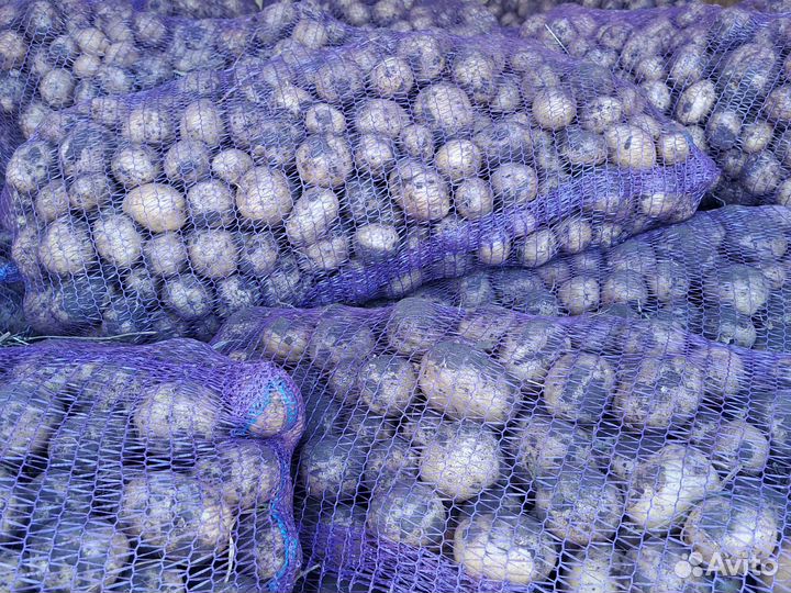 Картофель на хранение