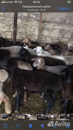 Бараны ягнята